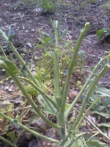 7 Mad Gardening Skills Image